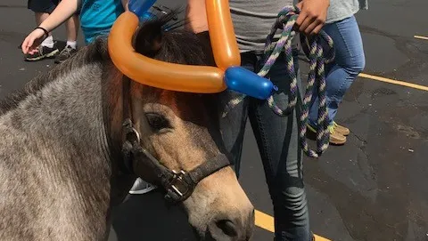 Horse with balloon hat
